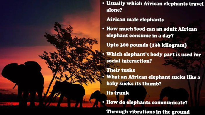 Shooting an elephant question answers