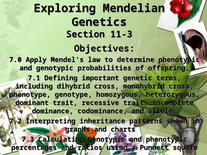 Section 11-3 exploring mendelian genetics