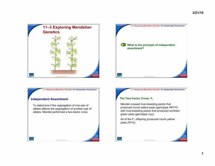 Mendelian genetics biology module honors