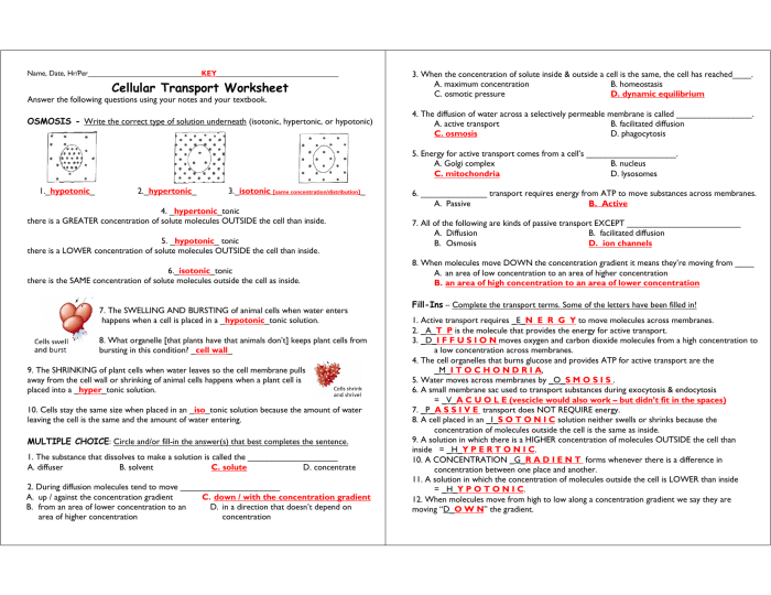 Cell transport review worksheet answer key pdf