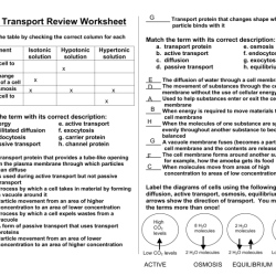 Cell transport review worksheet answer key pdf