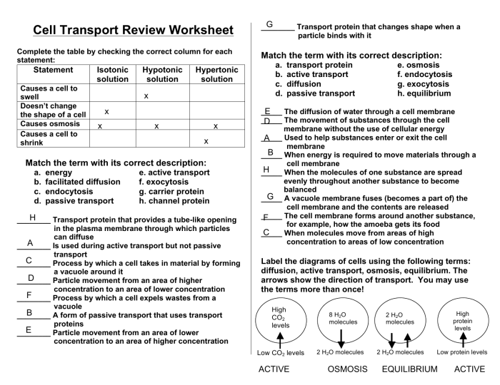 Cell transport review worksheet answer key pdf