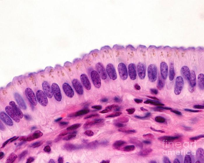 Squamous epithelium microscope 400x epithelial kourtney