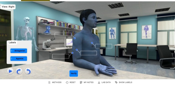 Movements body anatomy movement synovial joints types special joint physiology flexion biology part gliding angular hand supination names forearm human