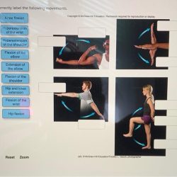 Movement movimientos anatomical motion corporales corporal nombres circumduction