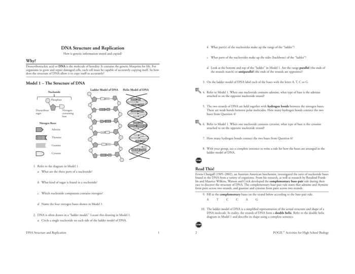 Dna structure and replication worksheet answer key pdf