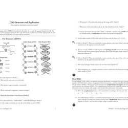 Dna structure and replication worksheet answer key pdf