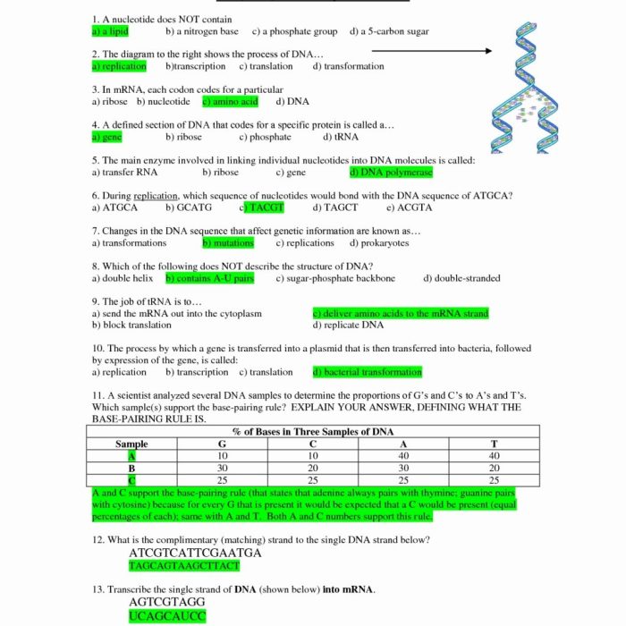 Dna structure and replication worksheet answer key pdf